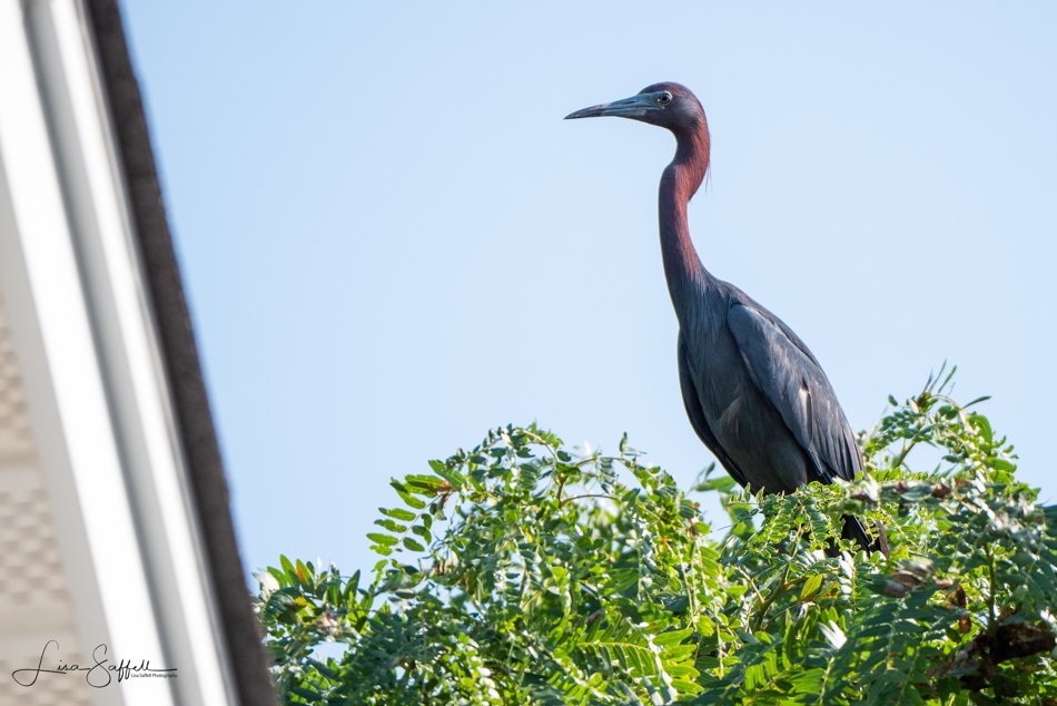 A Hidden Rookery in the Central West End